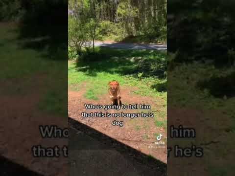 Skinwalker Disguised As A Dog #shorts #ytshorts #viral #scary